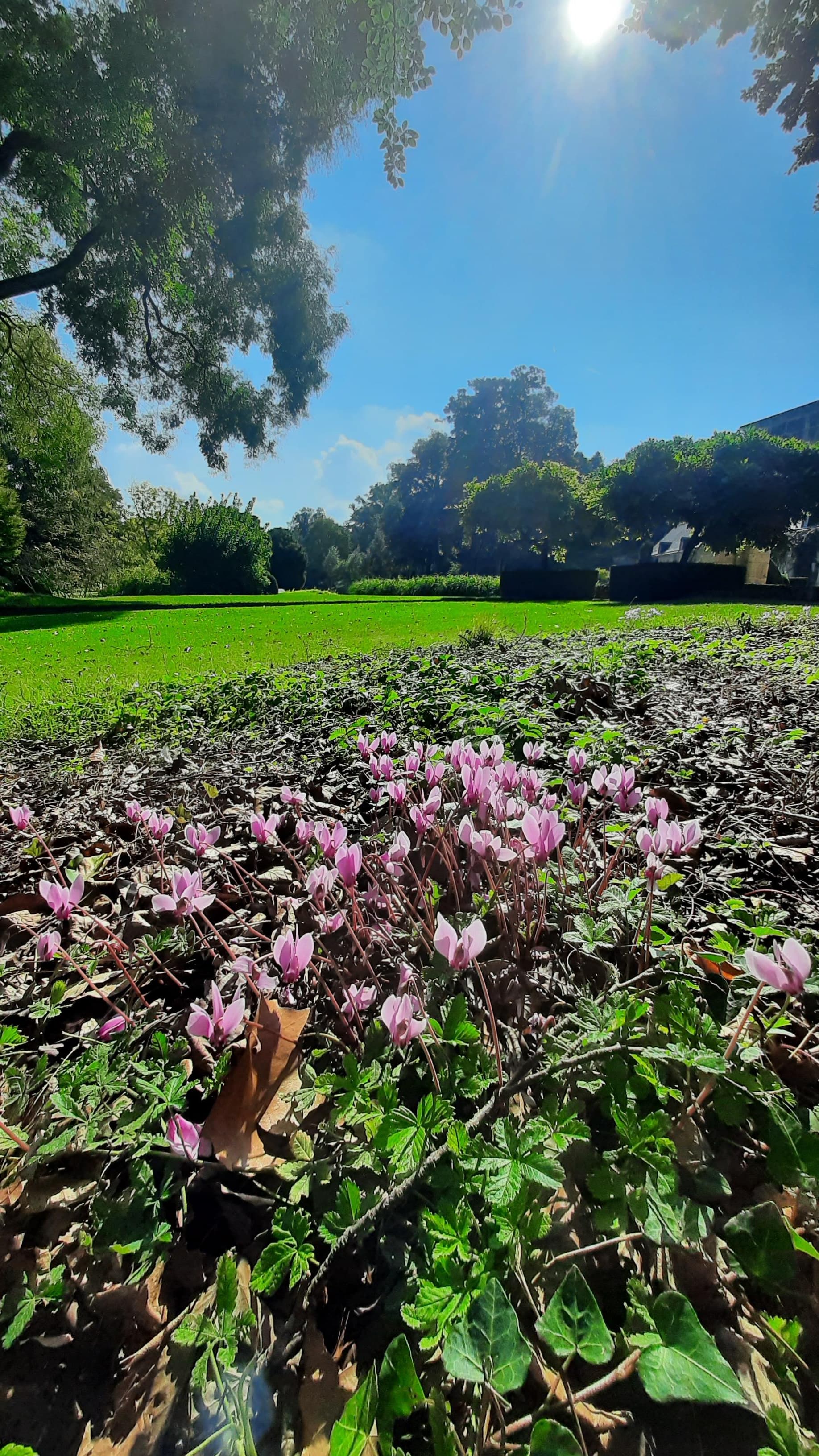 Tapis de cyclamens