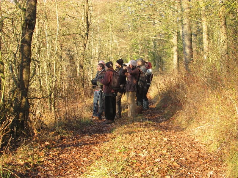 20261219-ADATER-Les-oiseaux-en-hiver