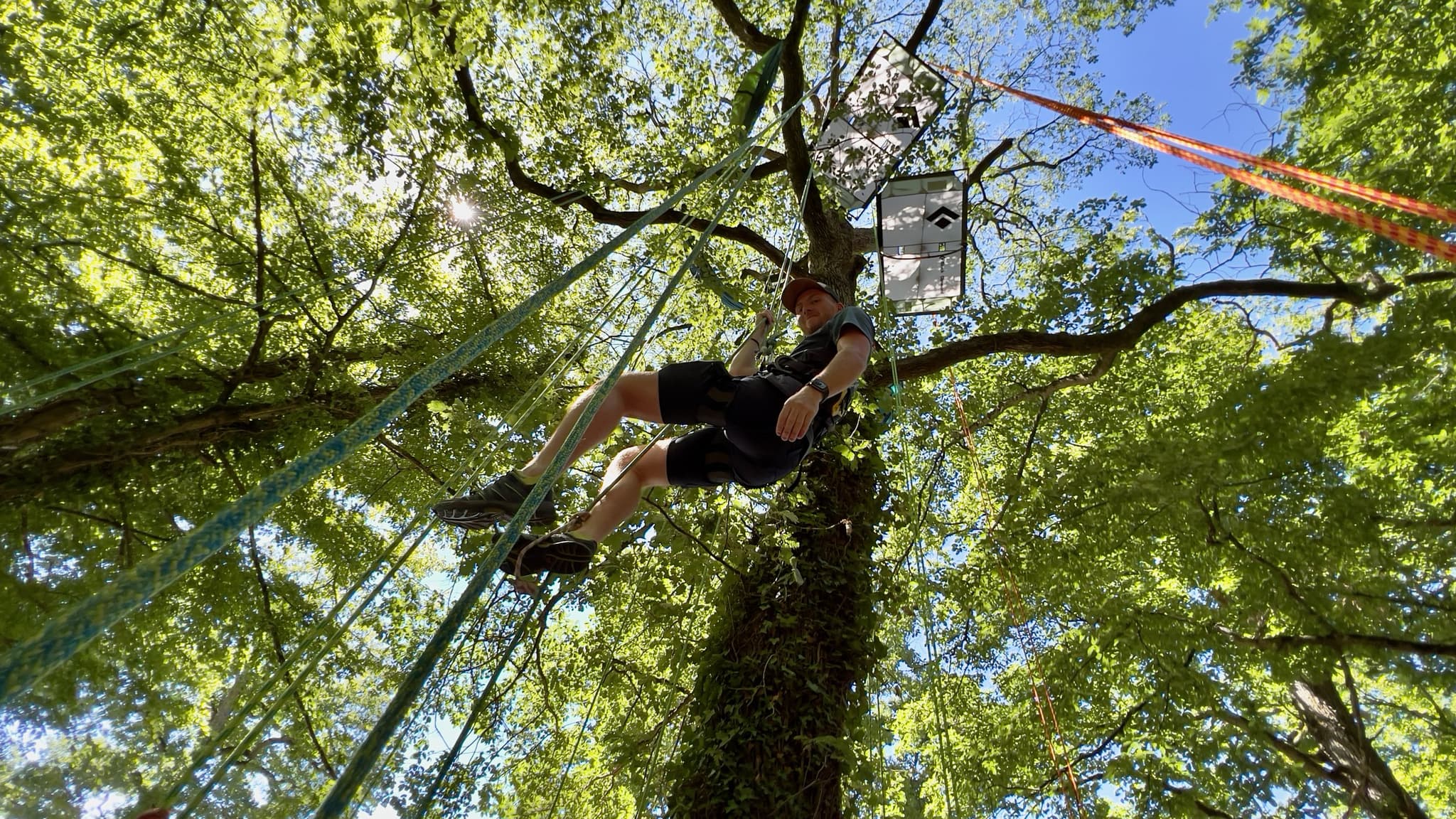 Grimpe d'arbre