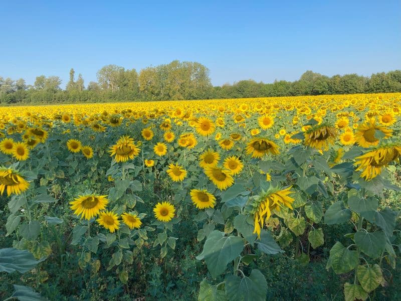 27 Les champs fleuris 072023