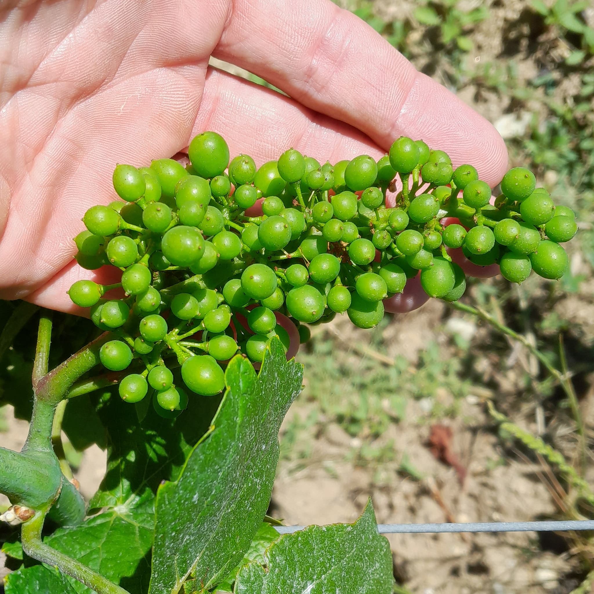 Domaine du Coudray