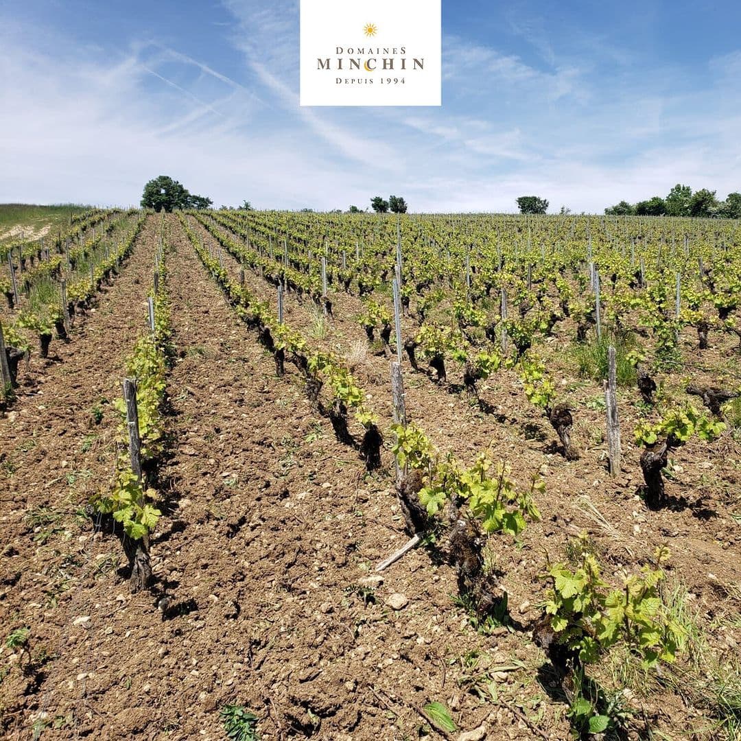 vignes