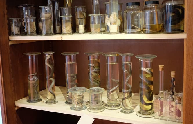 Cabinet des Curiosités
