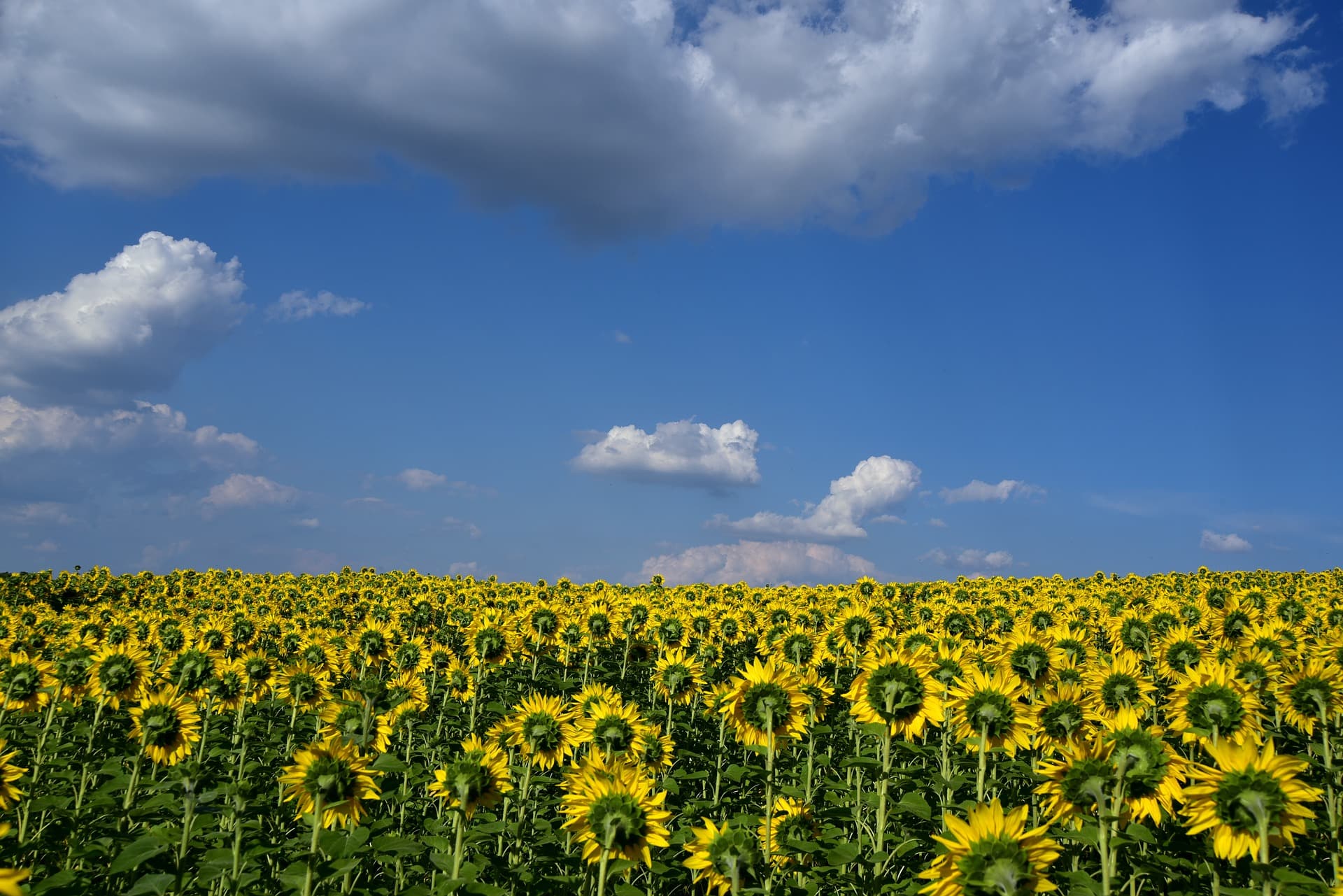ADTPUCETOURNESOL