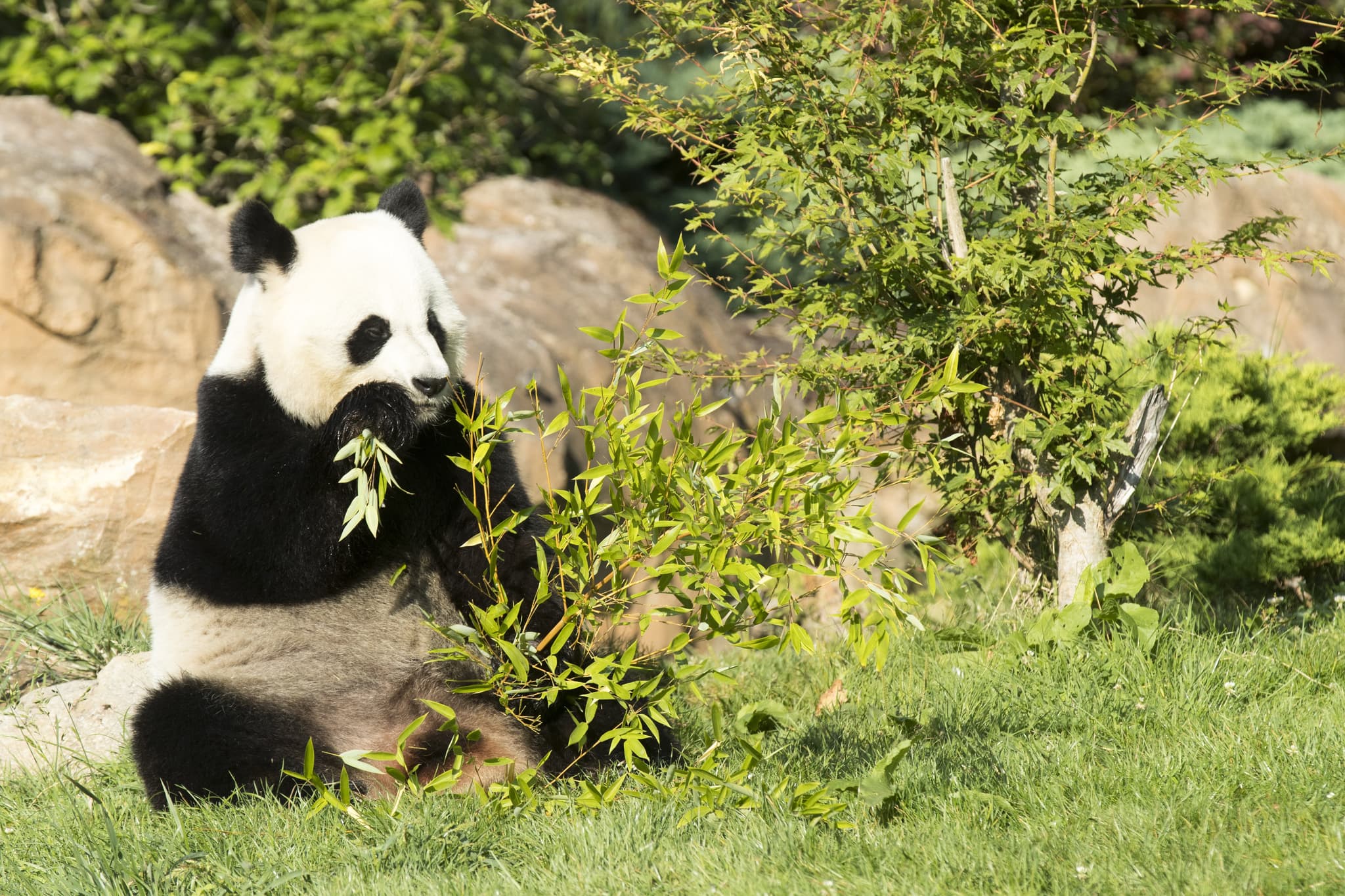 Panda-Beauval