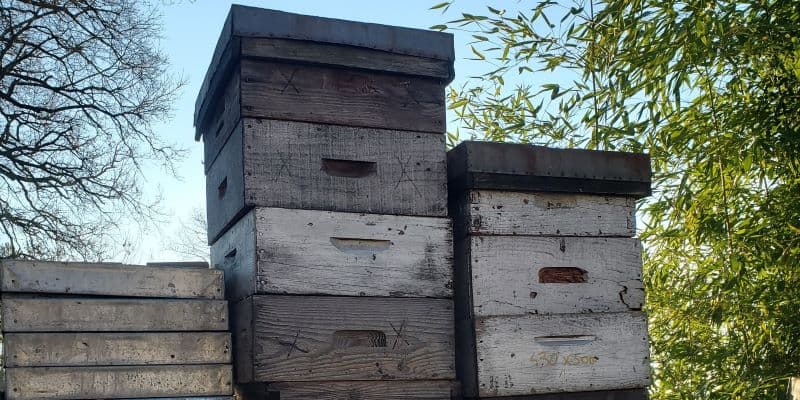 Abeille_de_Brenne_5