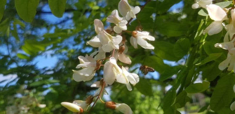 Acacia-et-abeille