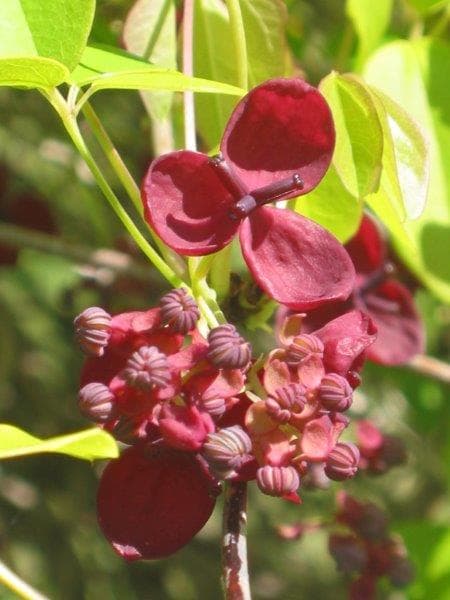 Akebia quinnata