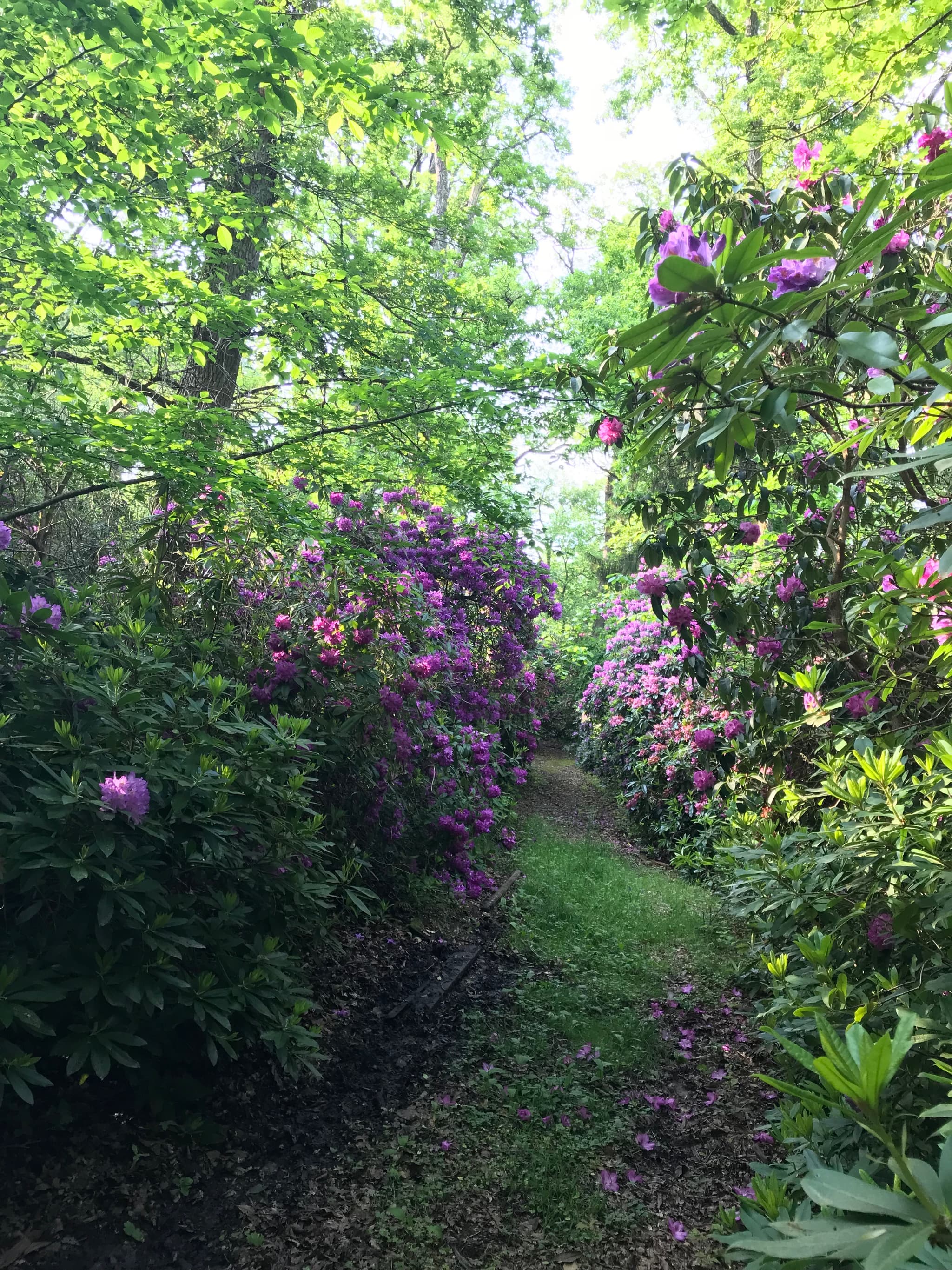Allee de rhododindrons