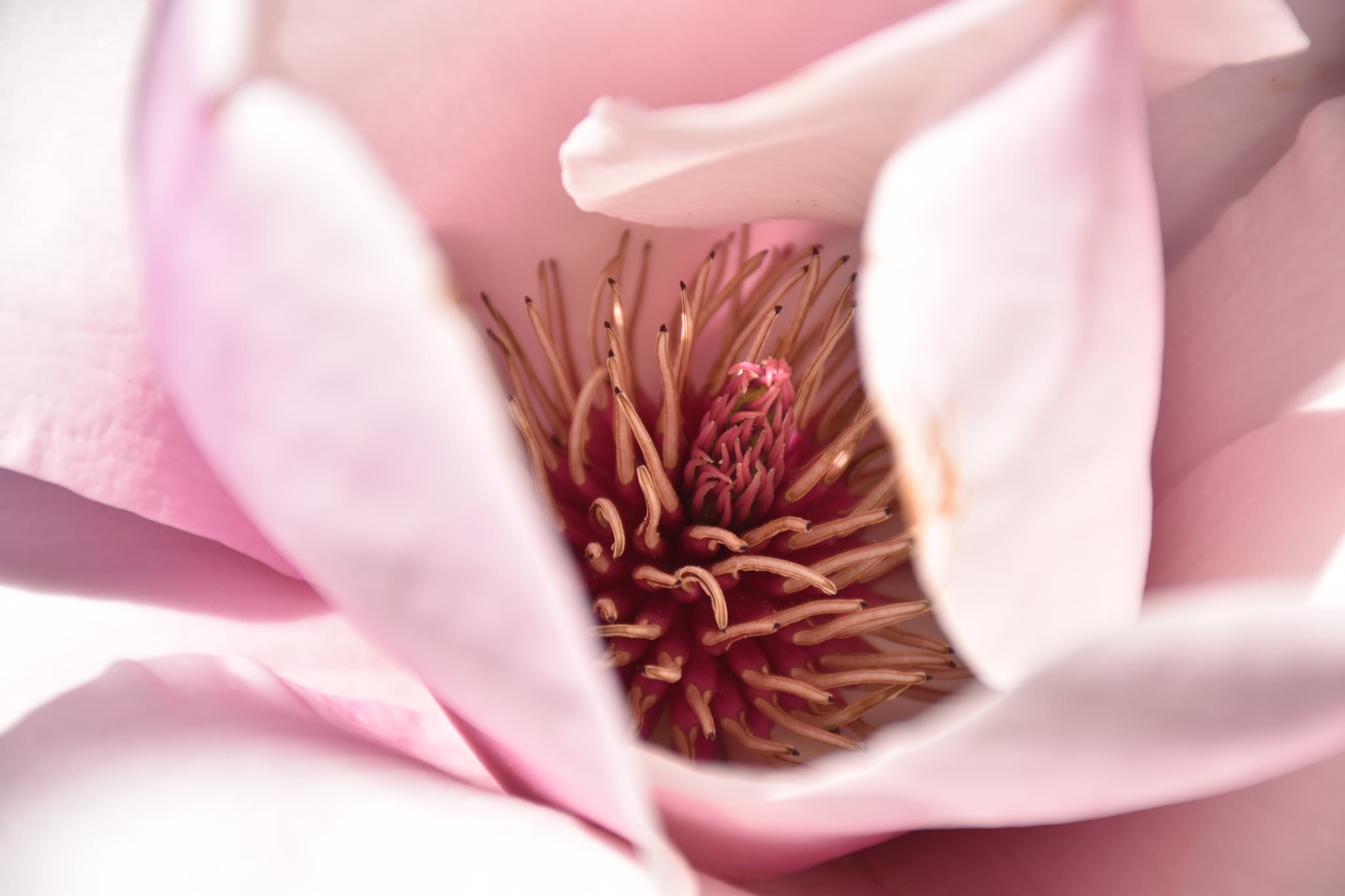 Magnolias