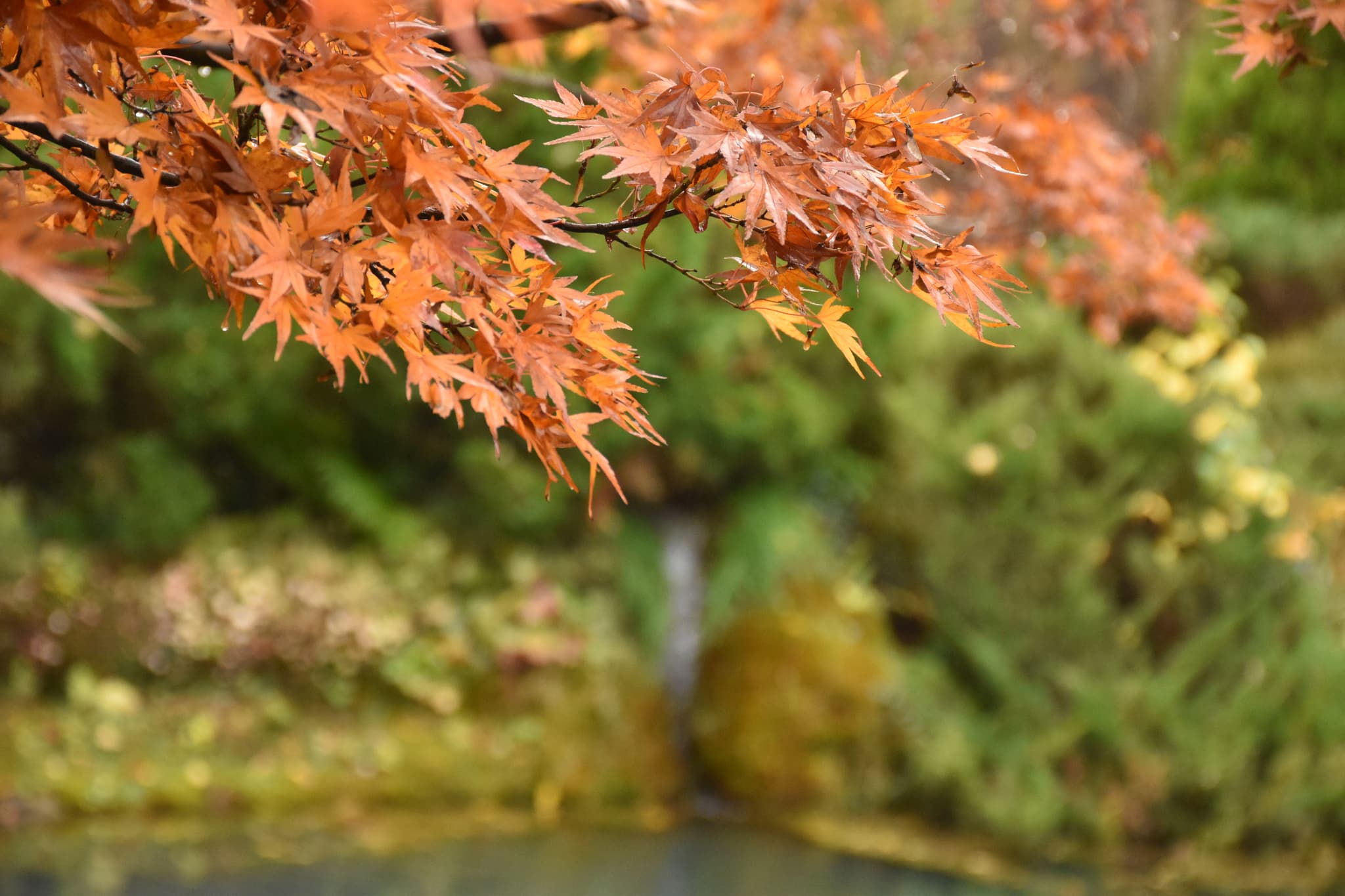 Fontaine d'automne