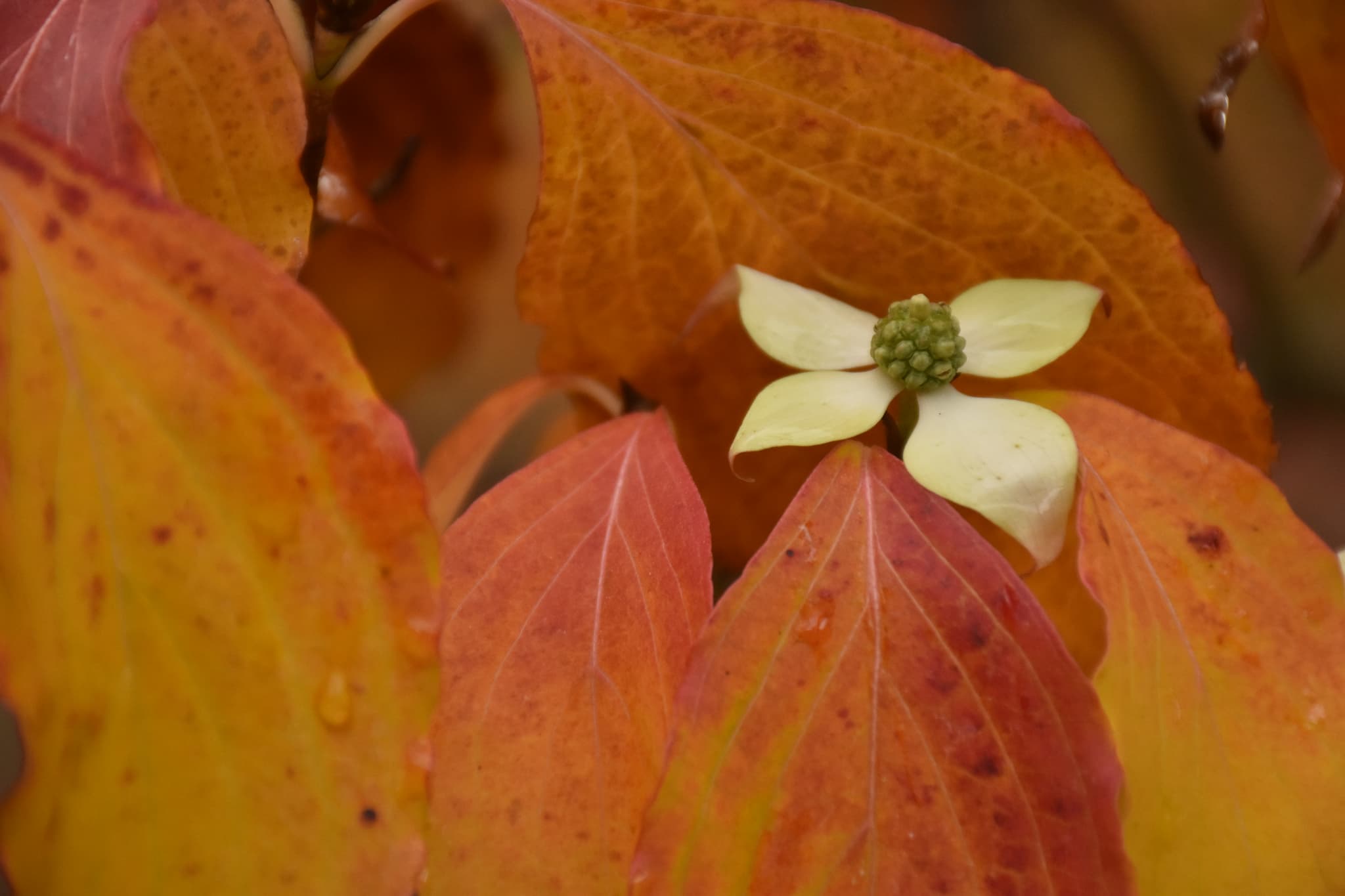 Fleur d'automne