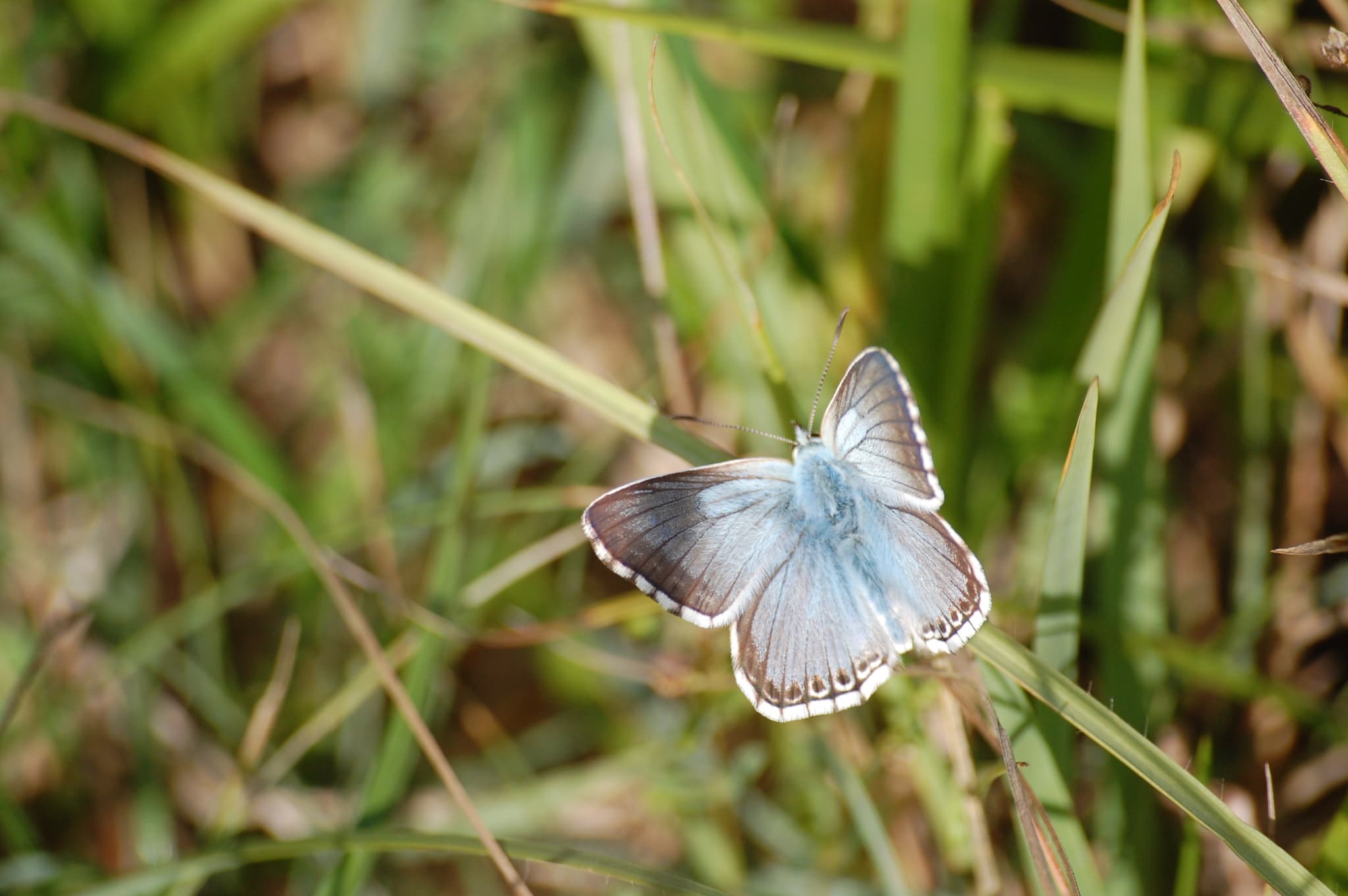 Argus bleu nacré _Nature18