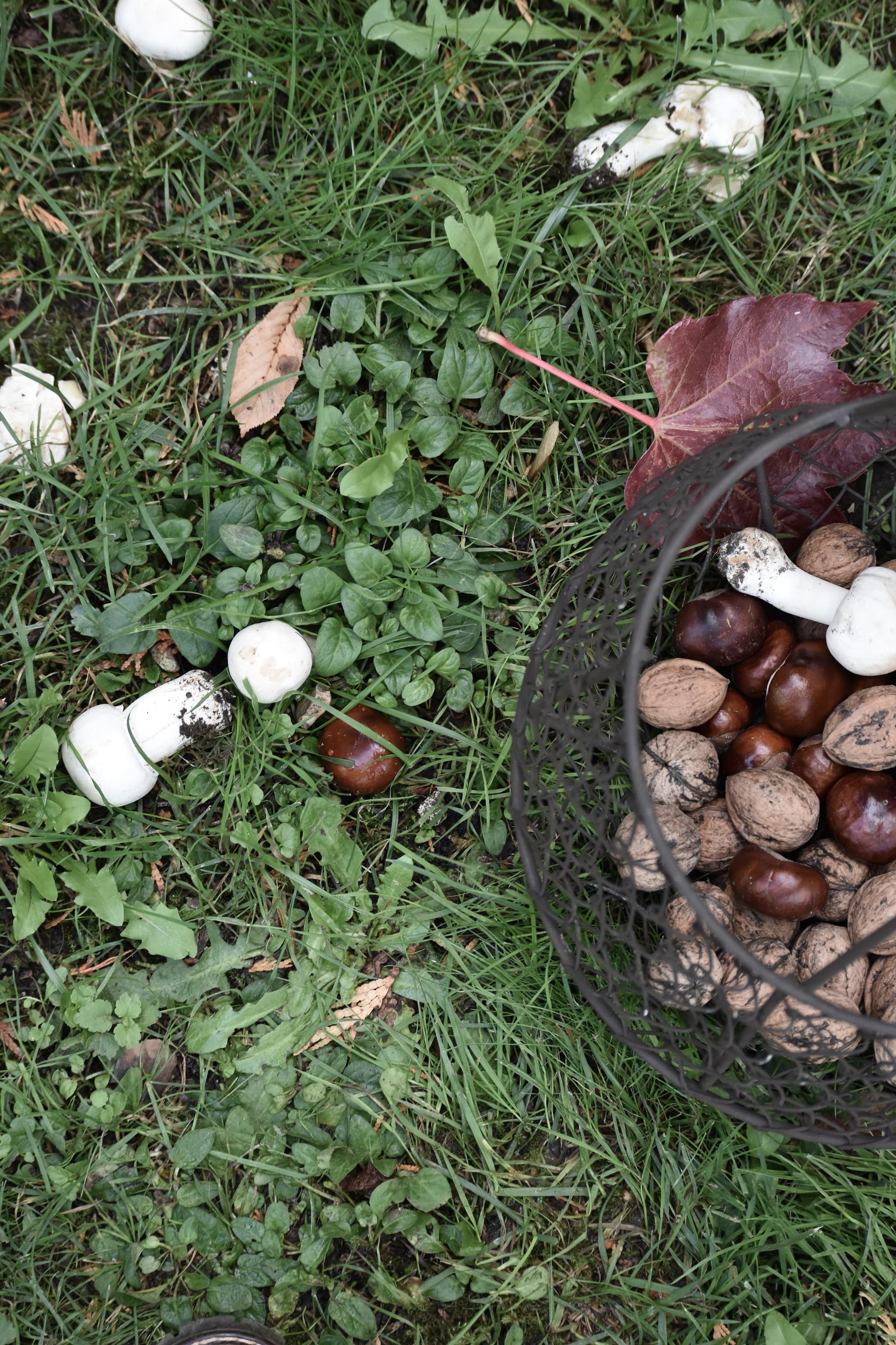 Automne 2019