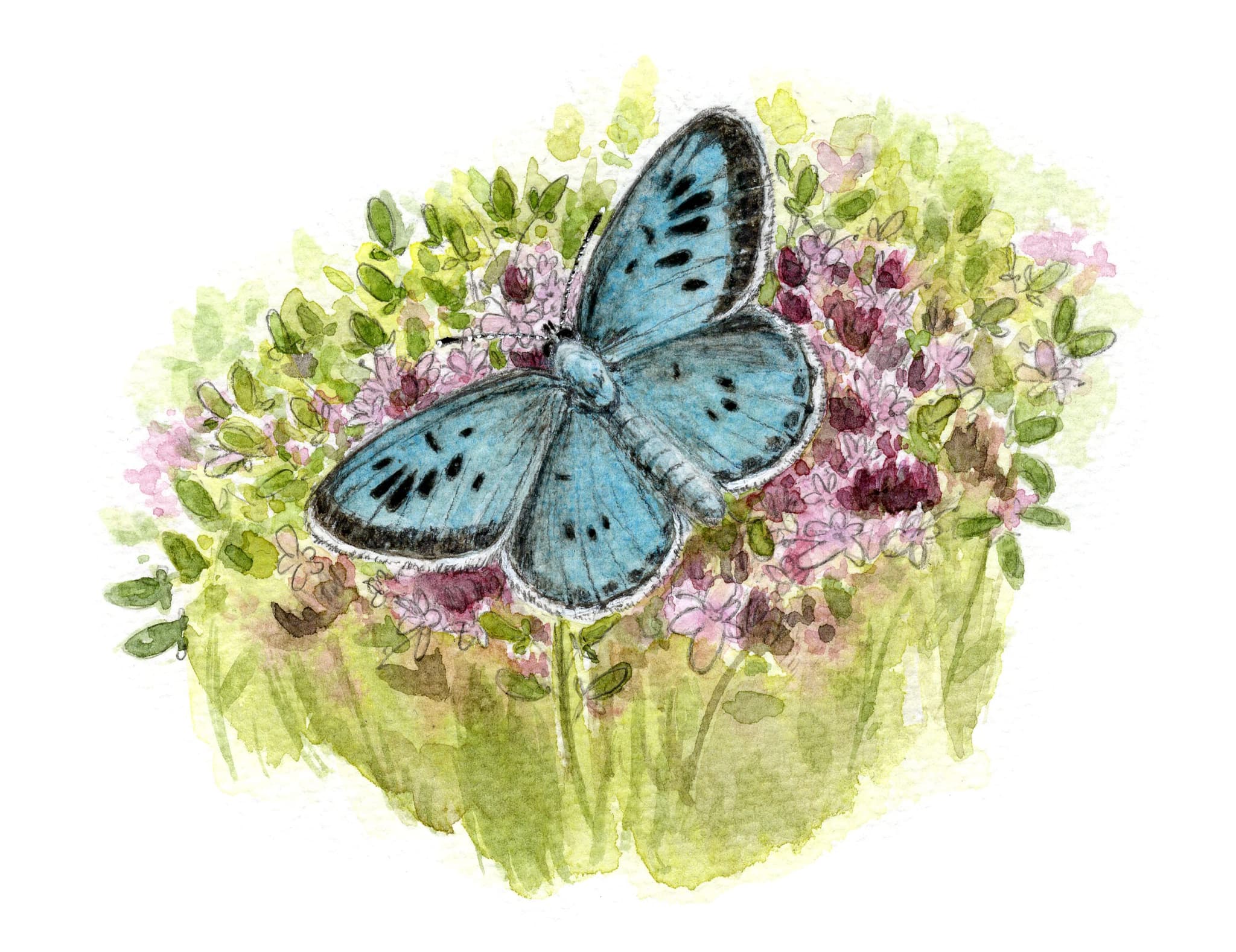Azure-du-serpolet-scaled