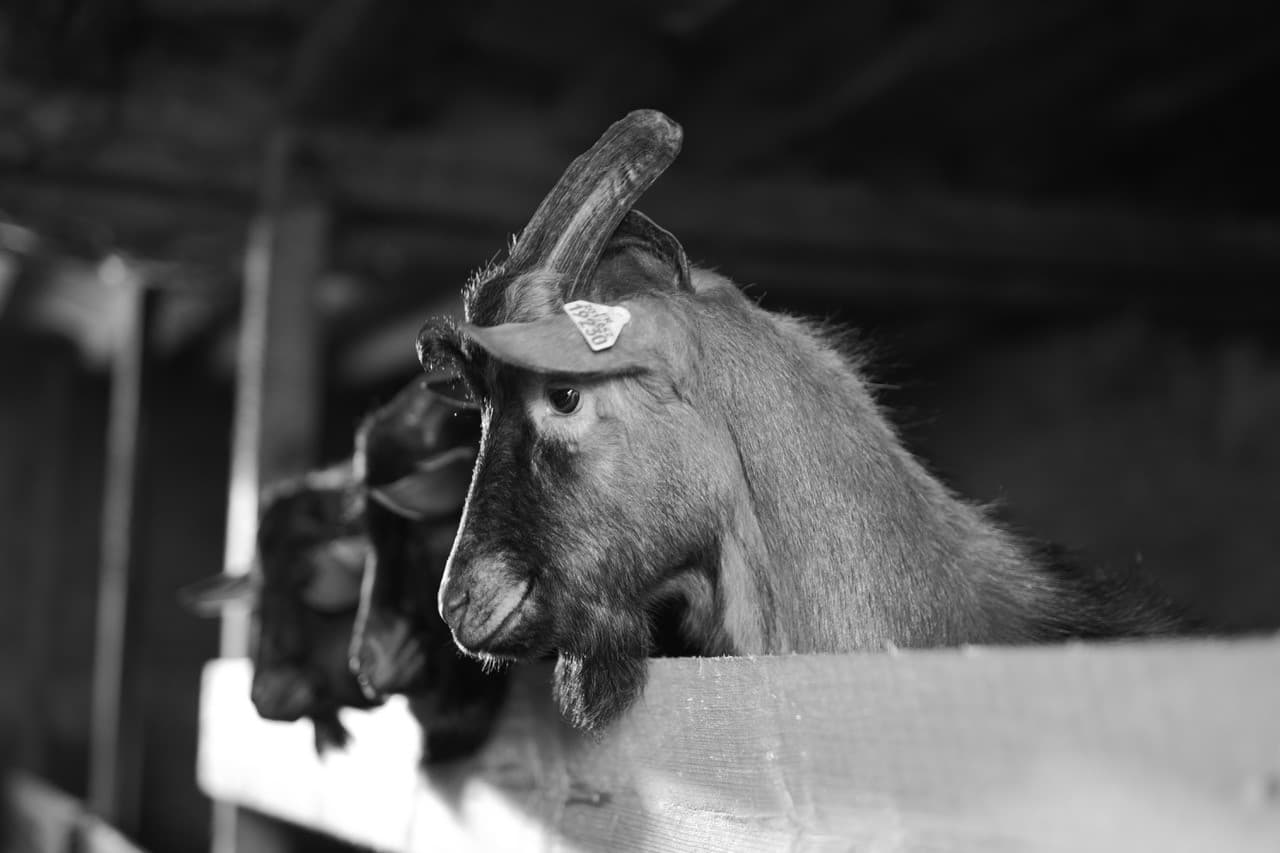 BOUC