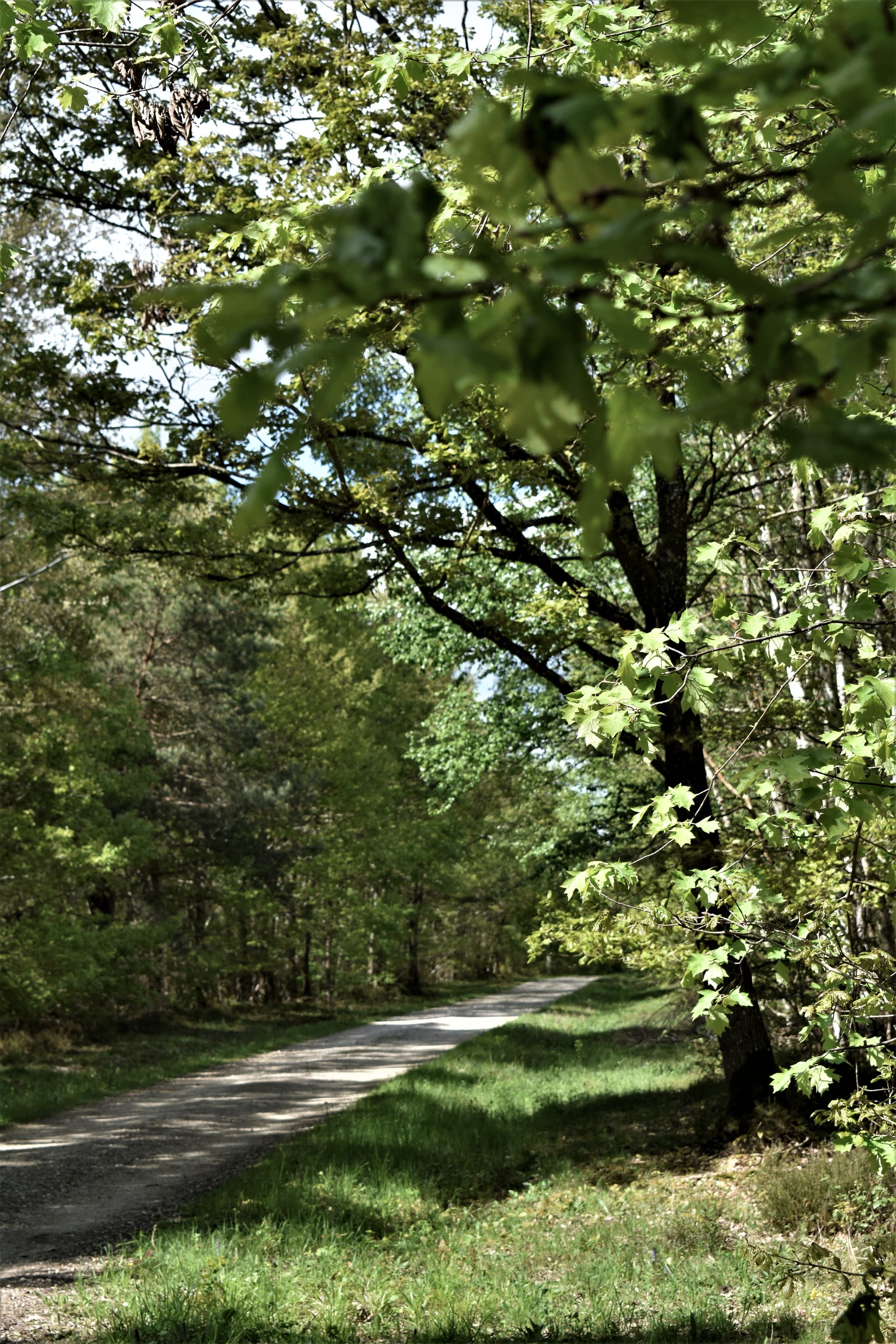 Balade en vélo en forêt
