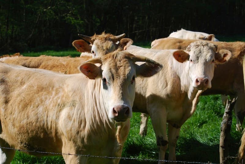 Blonde d'Aquitaine