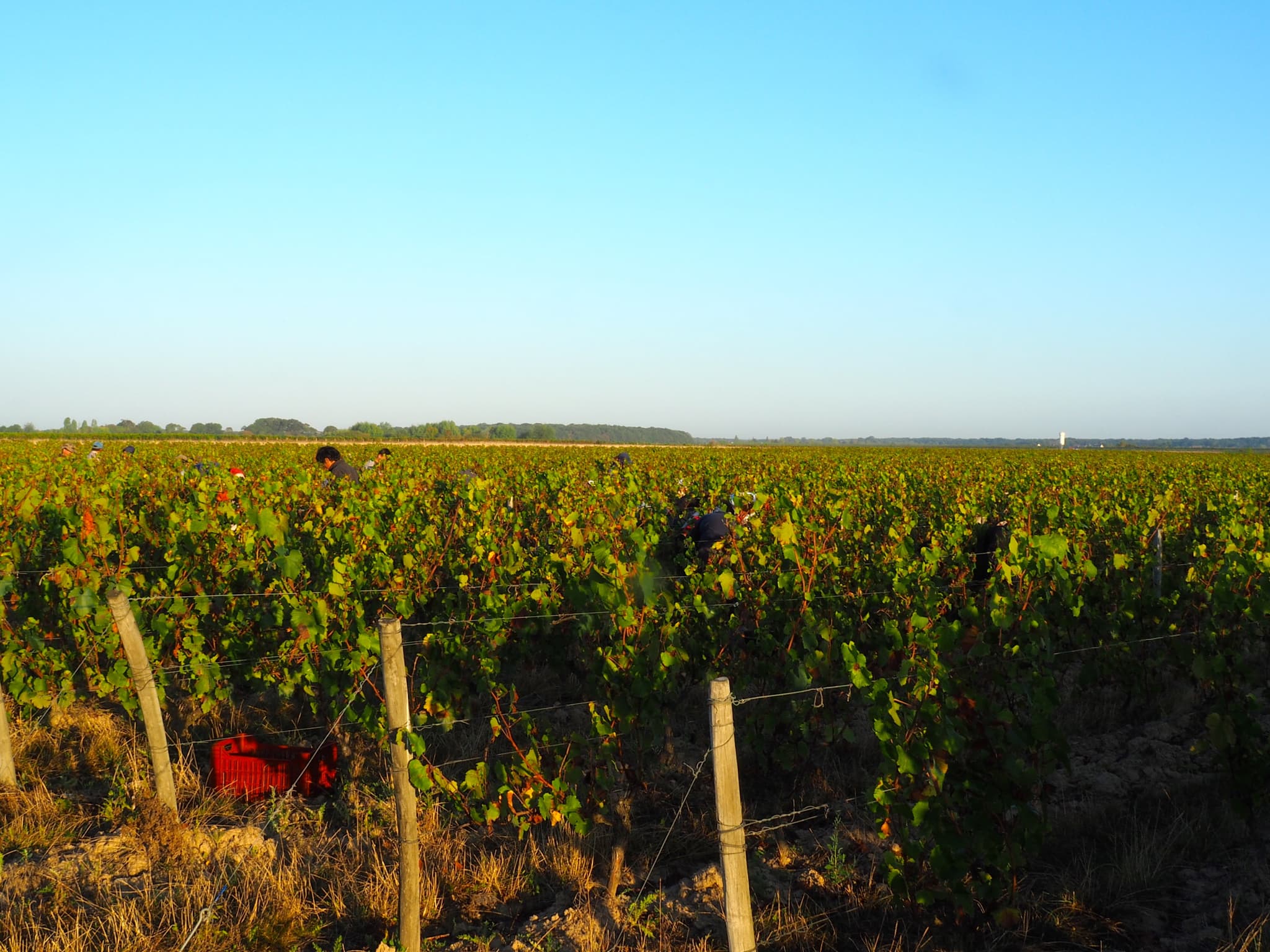 Bonnigal Bodet Vignerons - Limeray