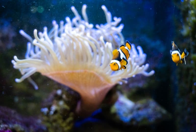 CLOWN+ANEMONE