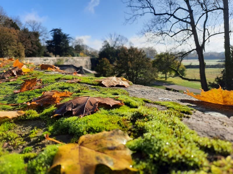 Automne