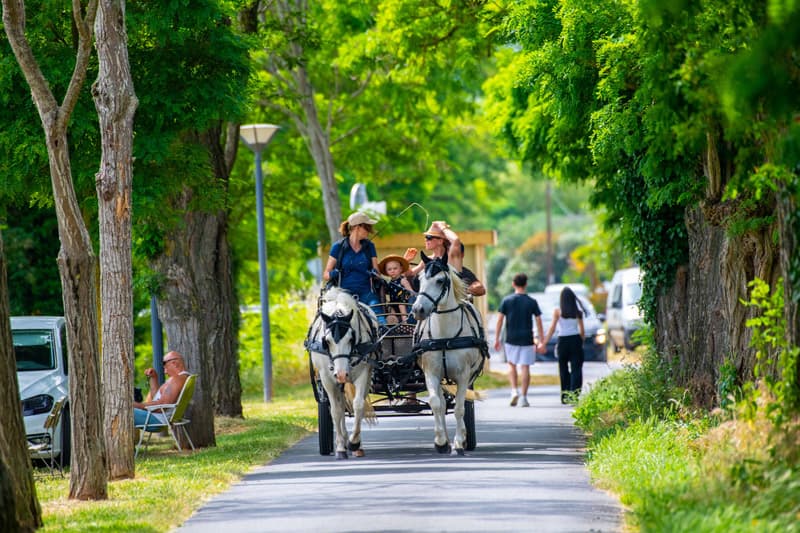 Calèche en Rabelaisie