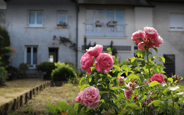 Gîte Vanneau Huppé
