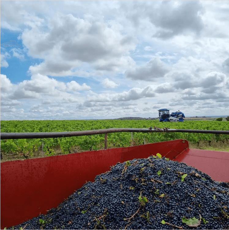 Vendanges