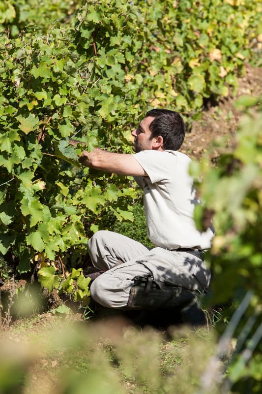 Vincent Carême - Le vignoble de Vernou - AOC Vouvray