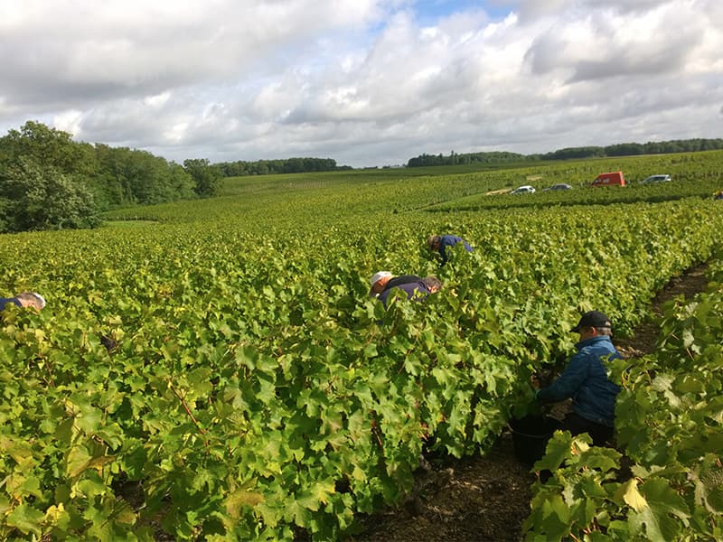 Le vignoble - Caves Cathelineau