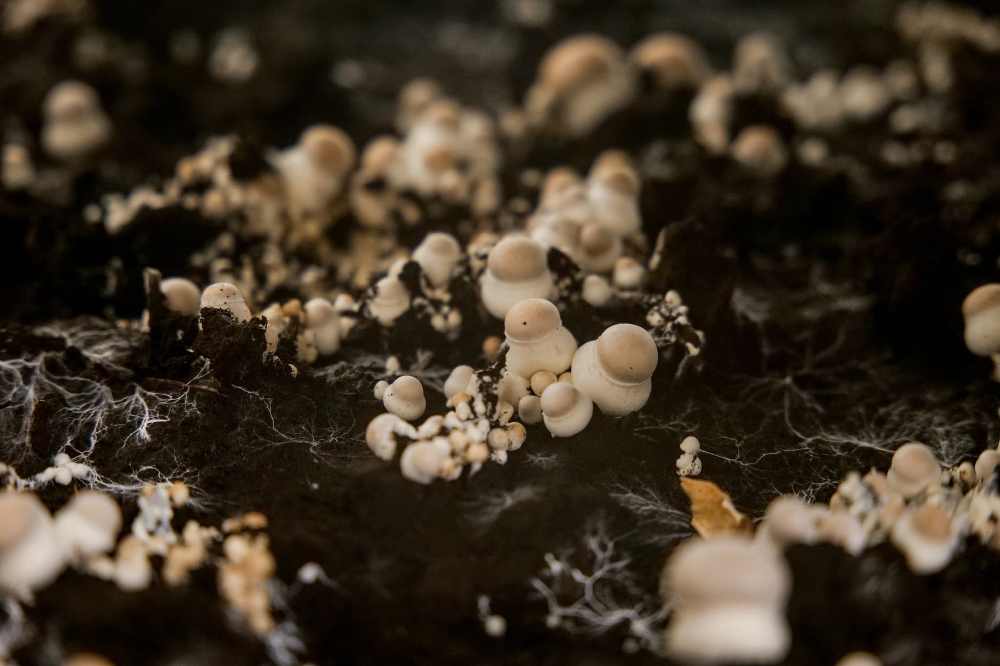 Champignons Beaucerons (1)