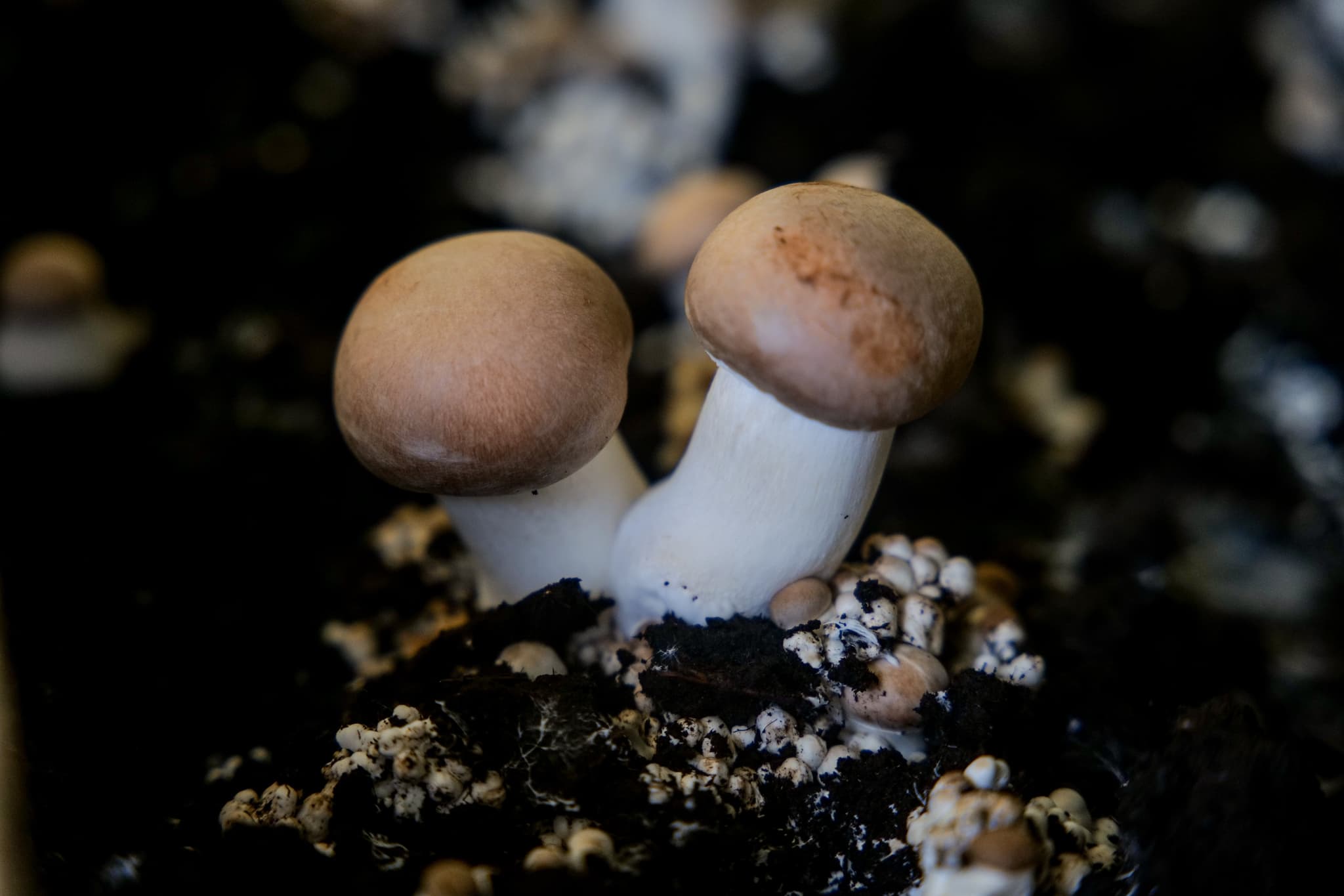 Champignons Beaucerons (2)