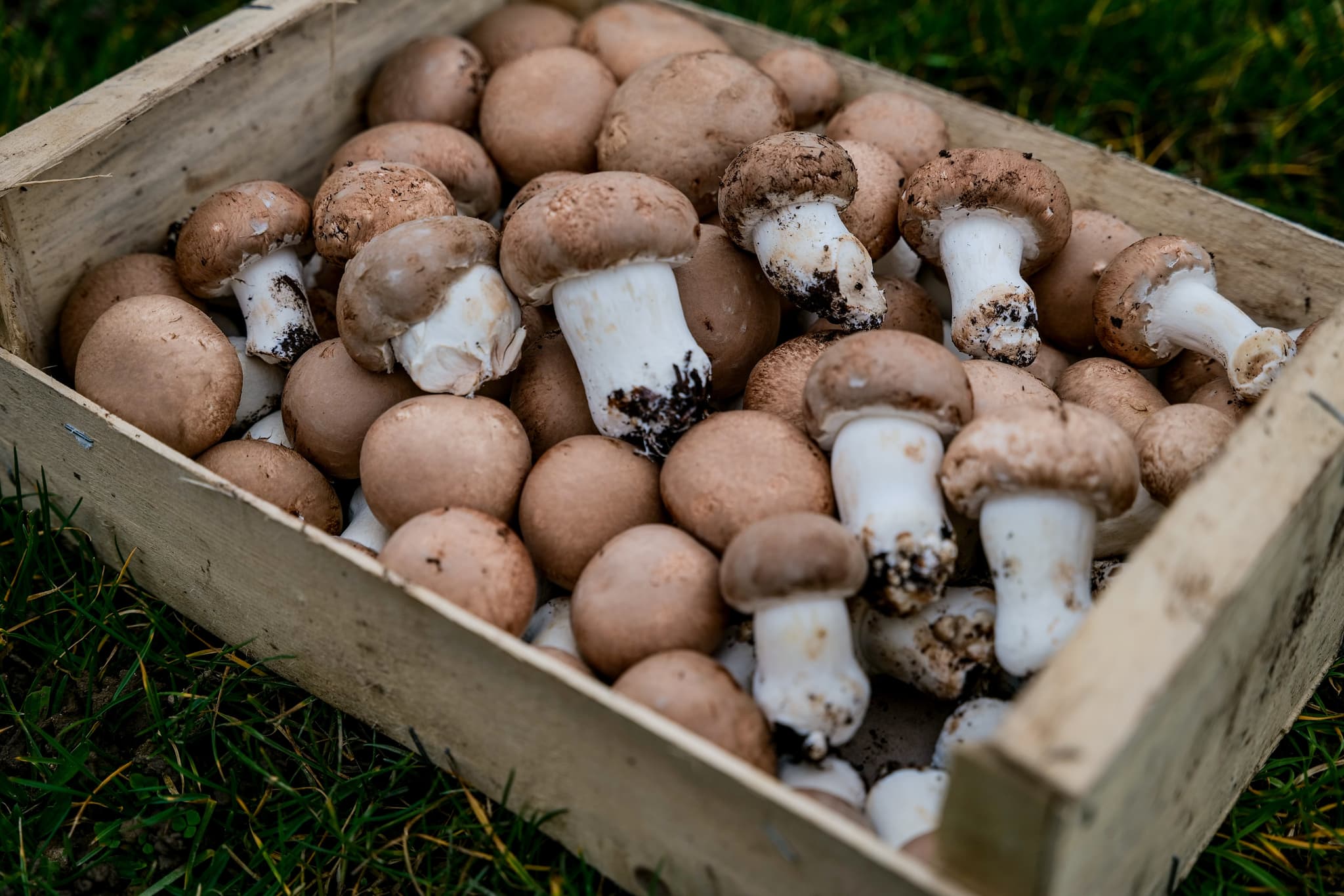 Champignons Beaucerons (8)