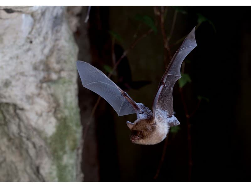 Chauve-souris