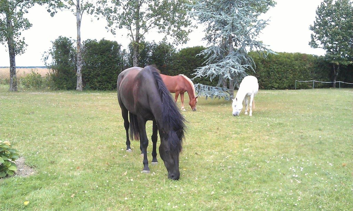 Chevaux