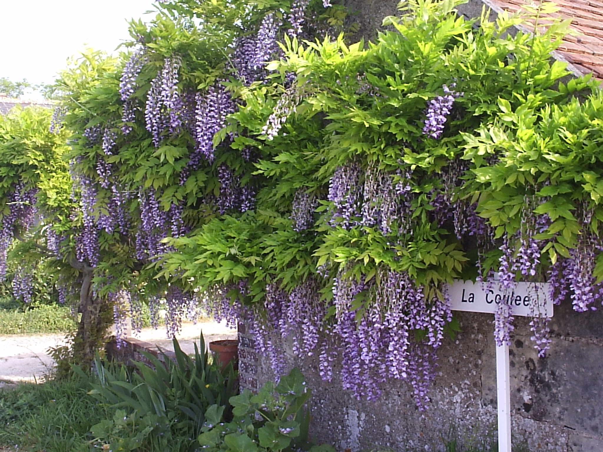 Chez Laurette (9)