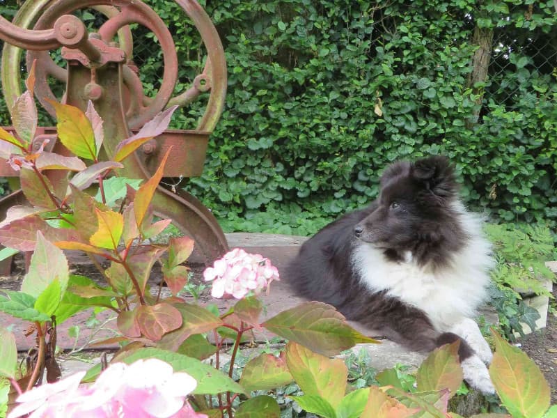 Chien de la maison
