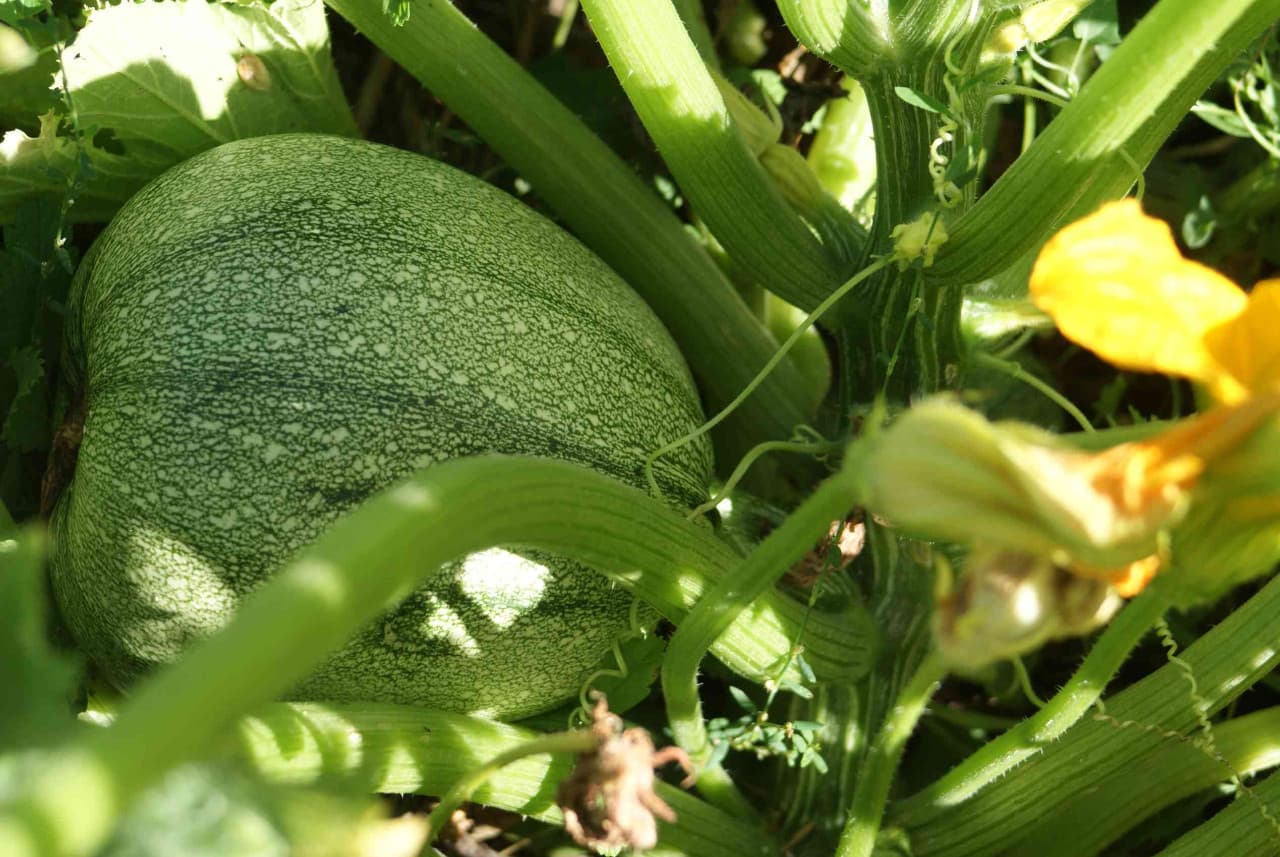 Courgette En Pleine Nature