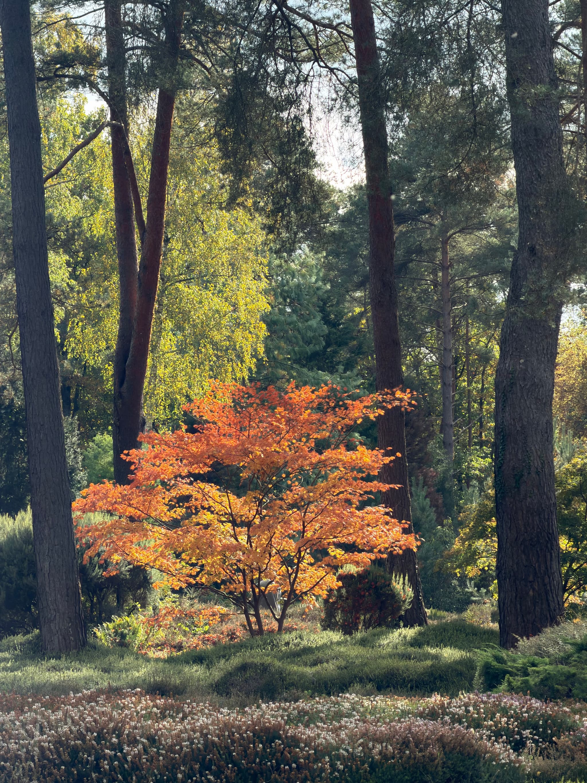 Crepuscules Flamboyants