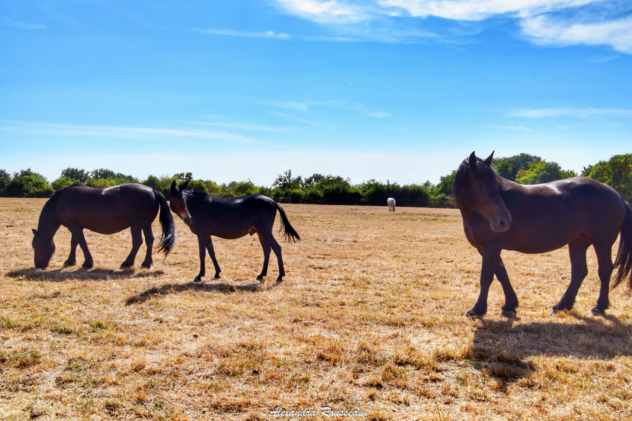 Percherons