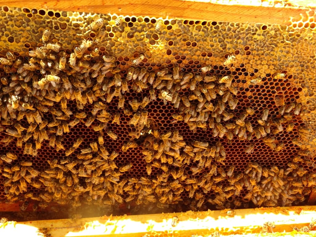 abeilles