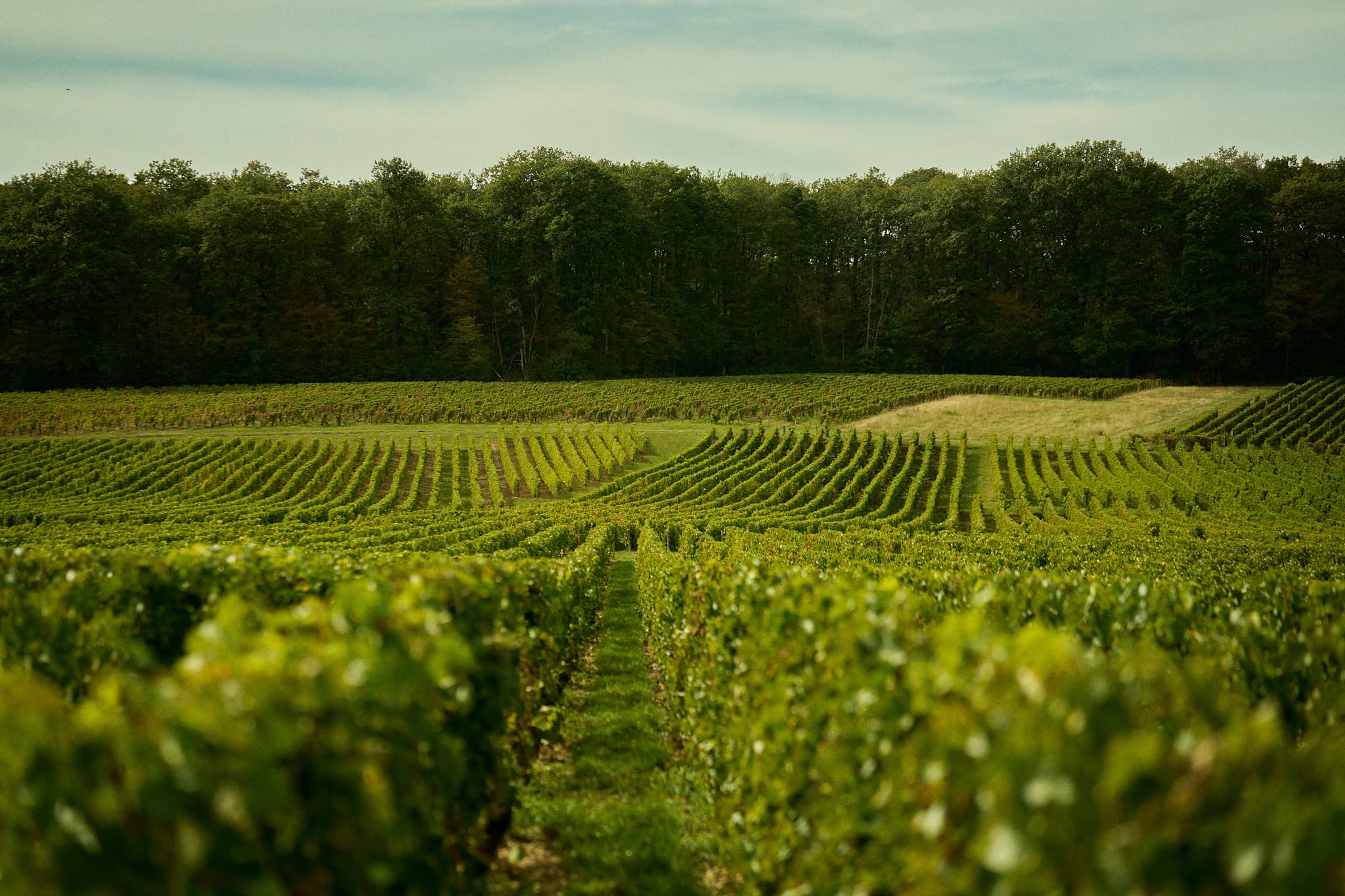 vignoble sancerre