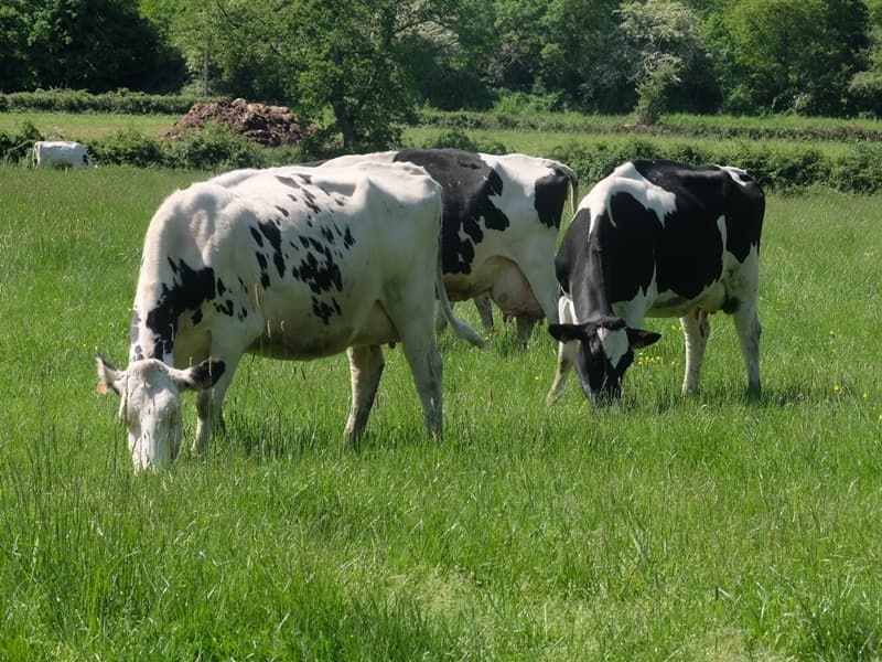 GAEC la ferme du Pont