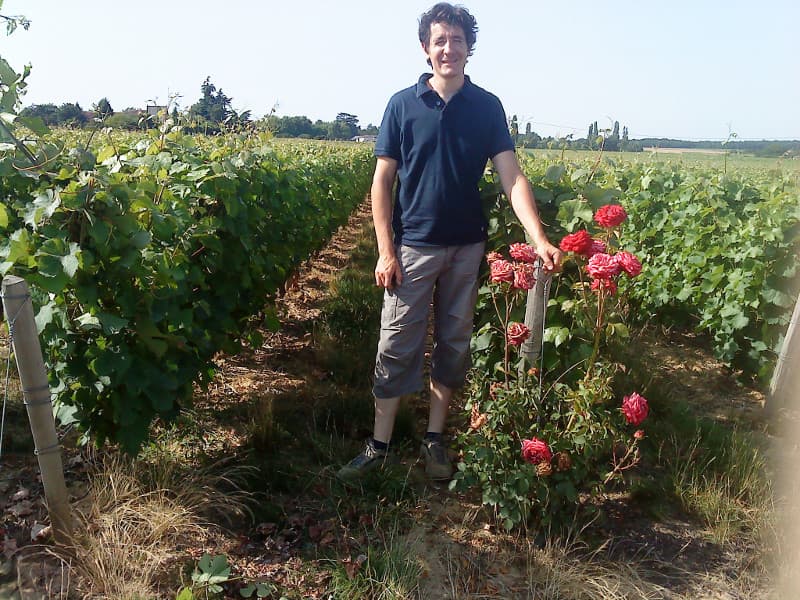 Dans les vignes