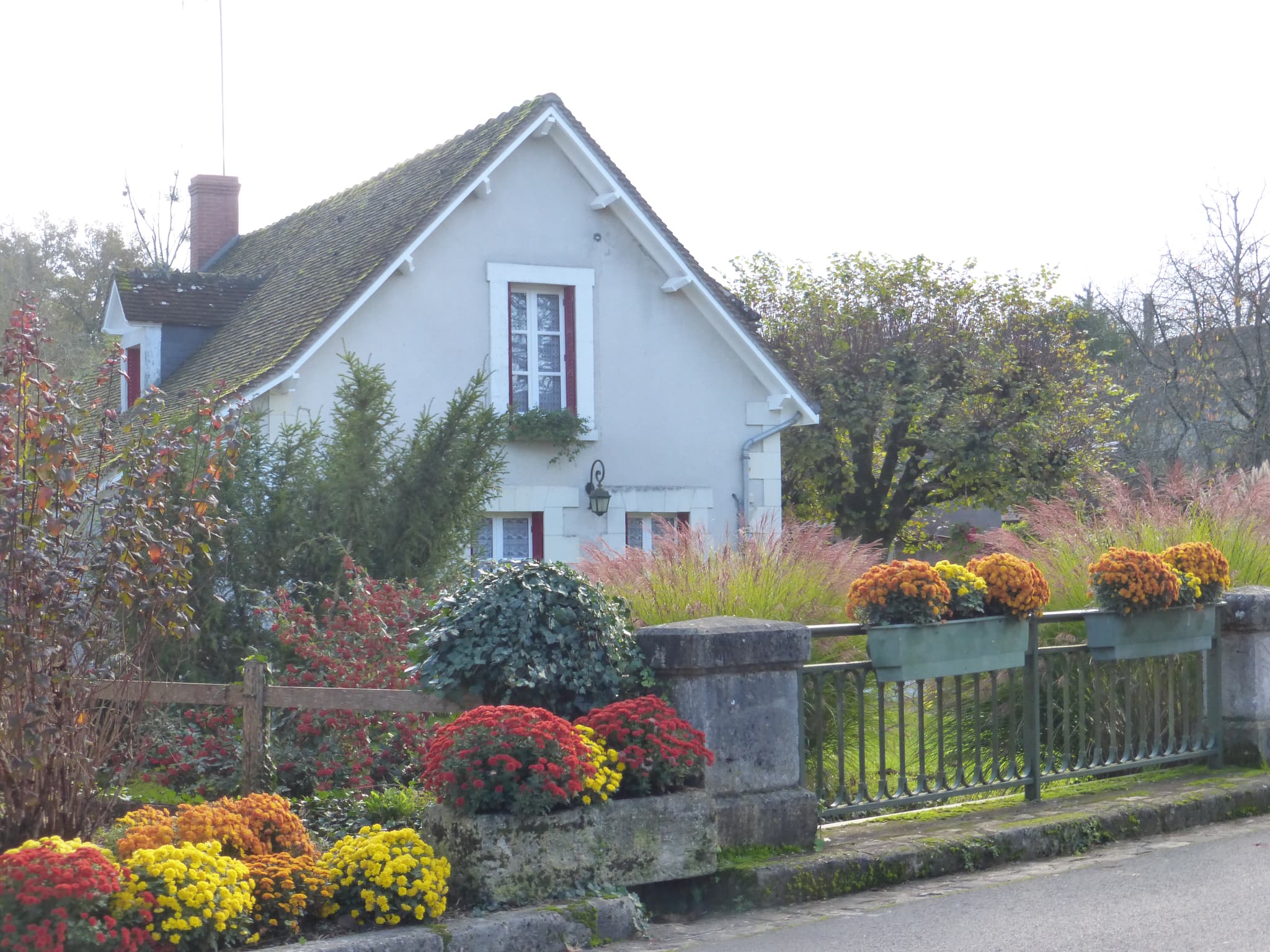 Des chrysanthèmes fait maison