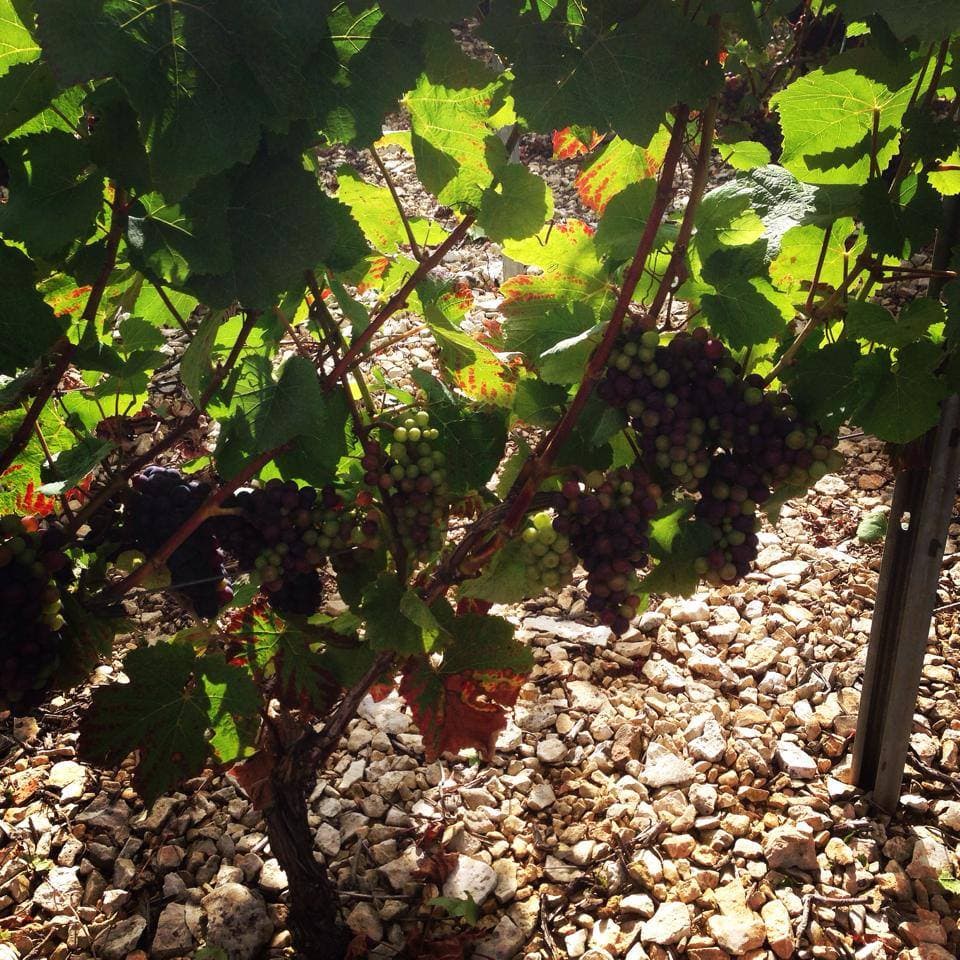 Domaine-Andre-Vatan2