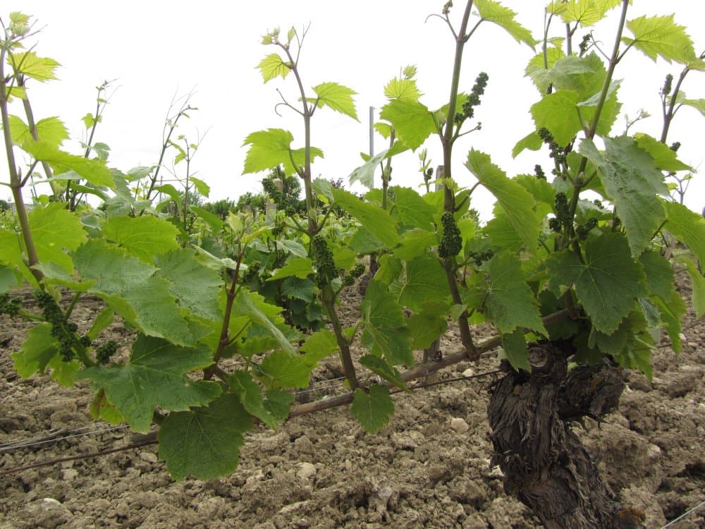 Domaine-Bizet1