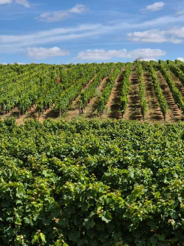 Domaine_Gaudron_vignes