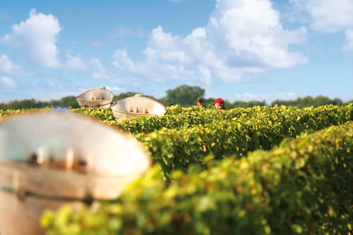 Domaine Jean-Marie Penet - Oisly