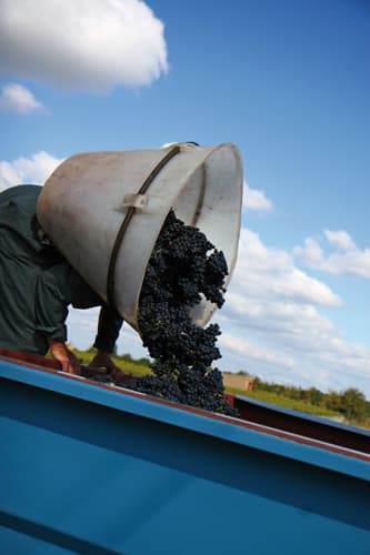 Domaine Jean-Marie Penet - Oisly
